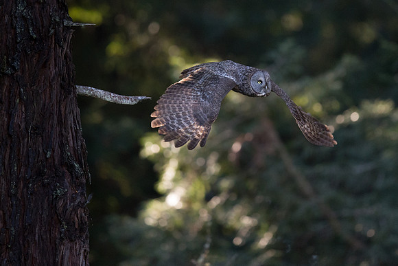 Great Grey Owl flying through forest