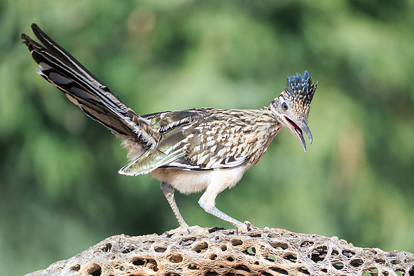 Road Runner
