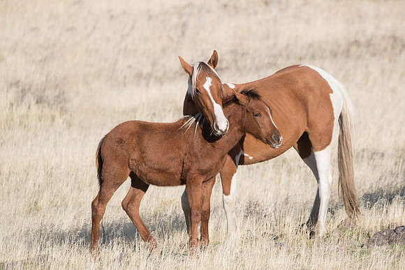 Wild Horses of NV