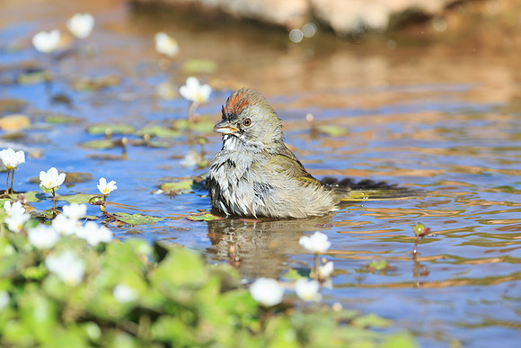 Olive Sparrow