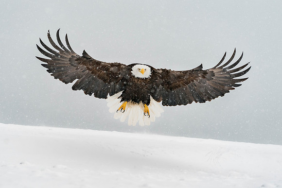 Eagle spread