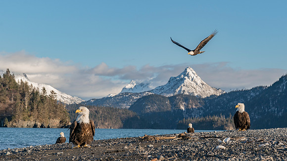 Eagle landscape