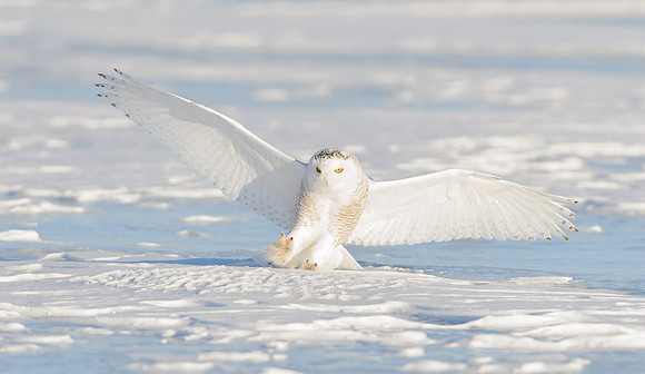 Snowy Owl