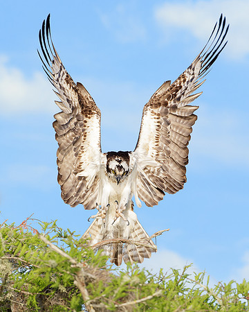 Osprey Landing on Blue Cypress