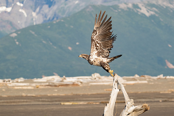 Immature Bald Eagle