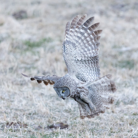 Great Gray Owl