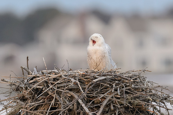 Snowy perched on Osprey nest