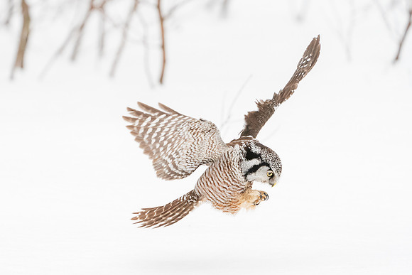 Northern Hawk Owl