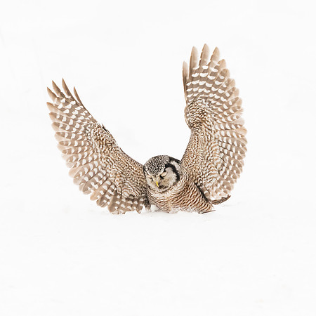 Northern Hawk Owl