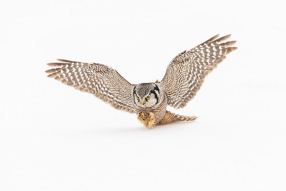Northern Hawk Owl