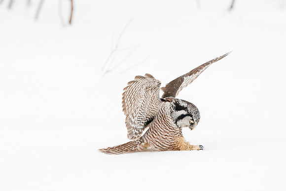 Northern Hawk Owl