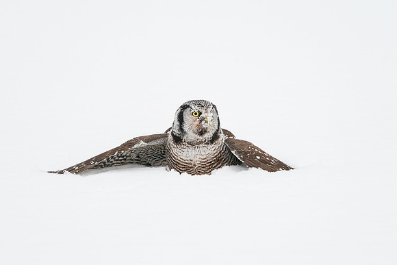 Northern Hawk Owl