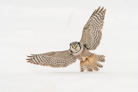 Northern Hawk Owl
