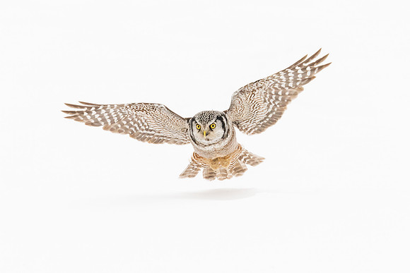 Northern Hawk Owl