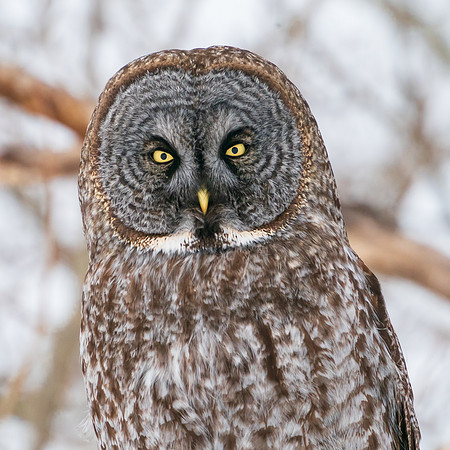 Great Grey Owl portrait