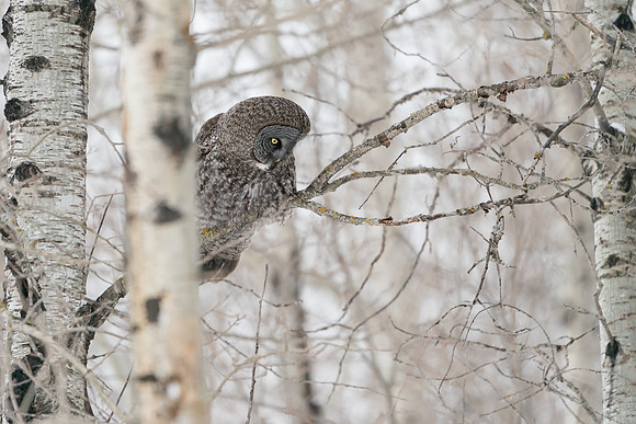 Great Grey Owl