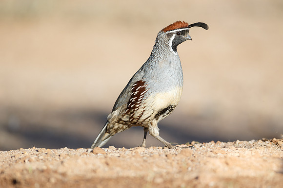 Gambel's Quail