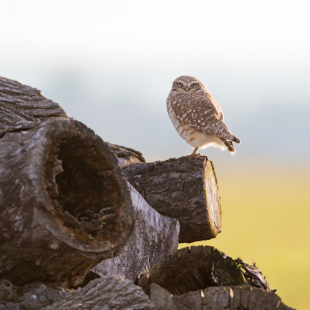 Burrowing Owl