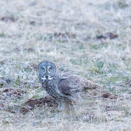 Great Gray Owl