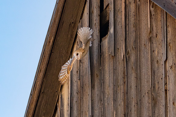 Barn Owl exiting old barn