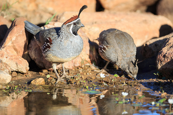 Gambel's Quail