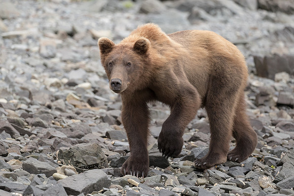 Coastal Brown Bear
