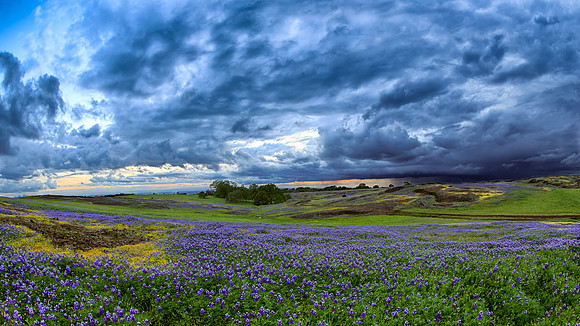 Table Mountain: Wildflowers and Distant Storm