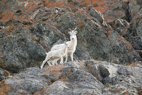 Dall Sheep: Mother & Baby