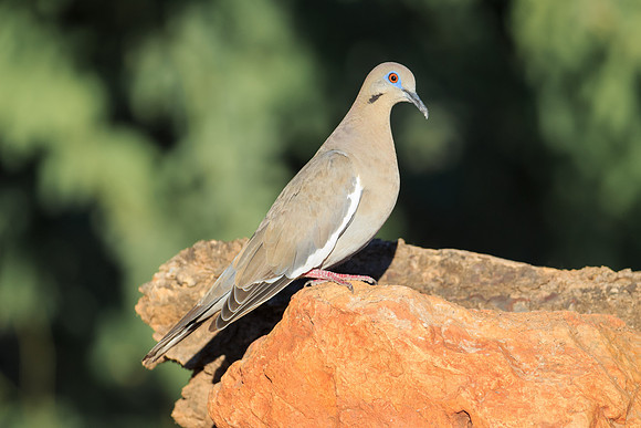 White Winged Dove
