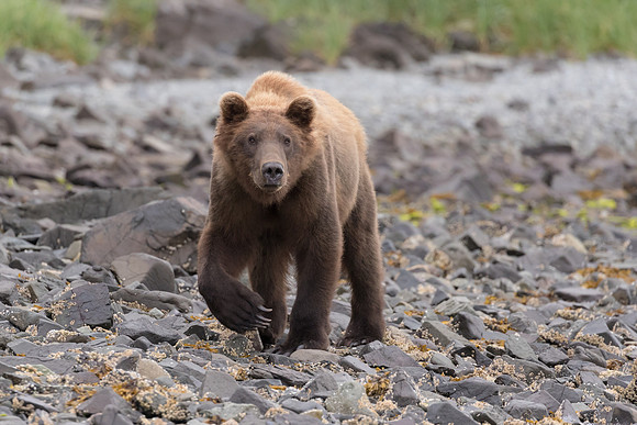 Coastal Brown Bear