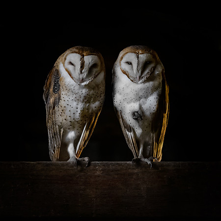 Pair of Barn Owls
