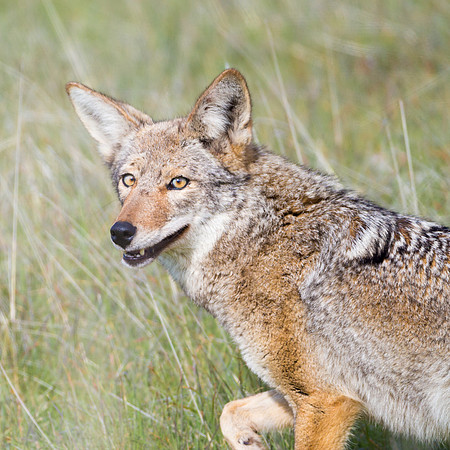 Coyote