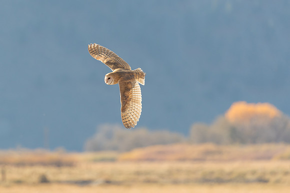 Barn Owl banking