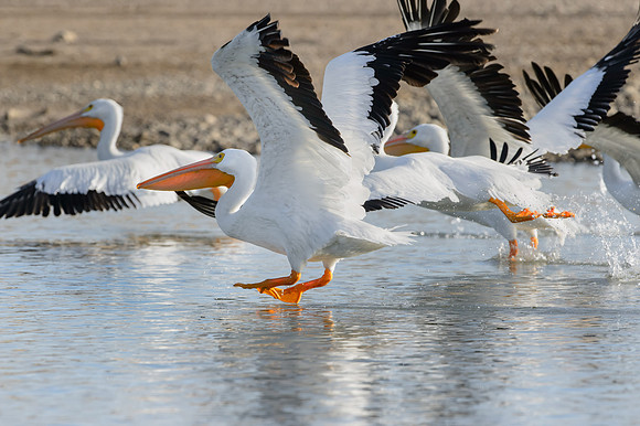 White Pelican