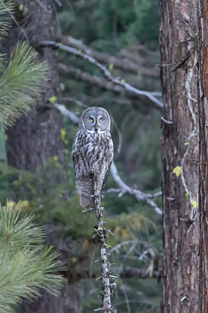 Great Gray Owl