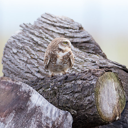 Burrowing Owl