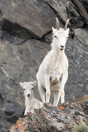 Dall Sheep: Mother & Baby