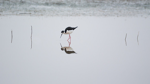 Black-necked Stilt