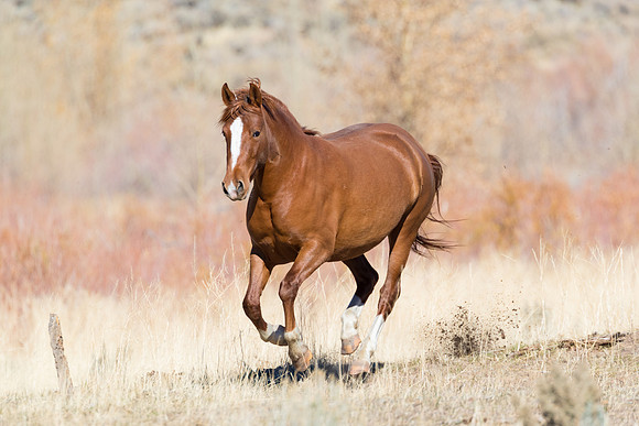 Wild Horse of NV