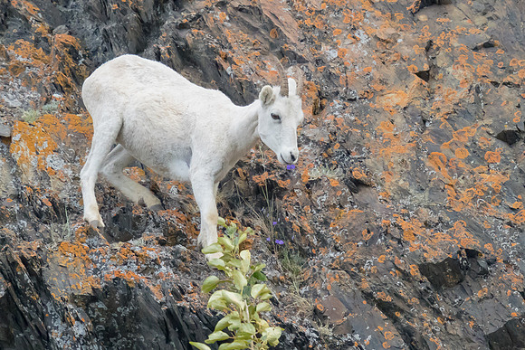 Dall Sheep eating wildflower