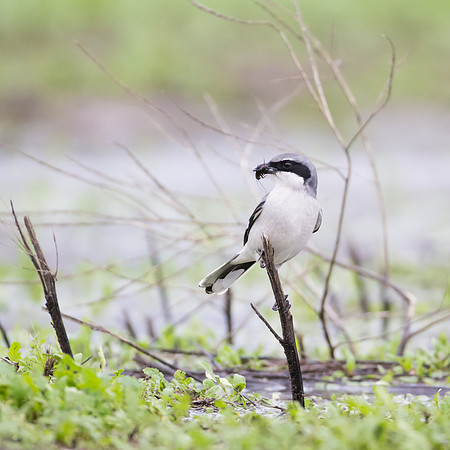 Loggerhead Shrike