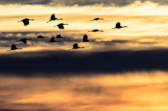 Sandhill Cranes at dusk