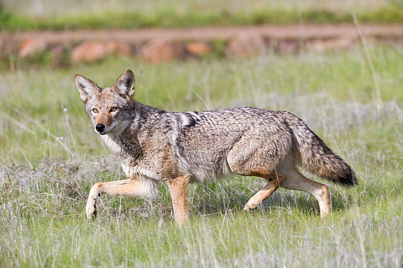 Coyote